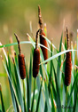 Typha latifolia